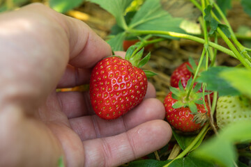 Frische Erdbeeren auf dem Feld in der Hand - ernten