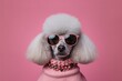 A fashionable poodle pet dog wearing sunglasses in the studio. Generative ai.