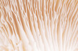 Mushroom texture pattern for design and decoration. Close up of mushroom gills. Abstract nature background. Mushrooms macro. Edible mushrooms texture. Oyster mushroom