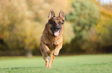 Wall Mural - German Shepherd