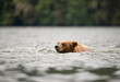 © Daniel Jara - Khutzeymateen Grizzly Bear Sanctuary (Ursus arctos horribilis)