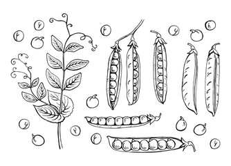 Peas pods sketch. Set. Hand drawn illustration converted to vector. Organic food illustration isolated on white background.