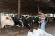 agriculture industry, dairy farming. Dairy farmer male female working and cleaning in cowshed on dairy farm