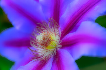 Wall Mural - the clematis are blooming in late spring and early summer this year in windsor in upstate ny. garden