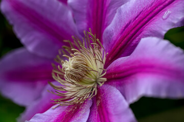 Wall Mural - the clematis are blooming in late spring and early summer this year in windsor in upstate ny. garden