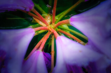 Wall Mural - the clematis are blooming in late spring and early summer this year in windsor in upstate ny. garden