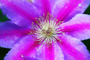Wall Mural - the clematis are blooming in late spring and early summer this year in windsor in upstate ny. garden