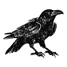 Raven Grunge Style Sketch, Crow