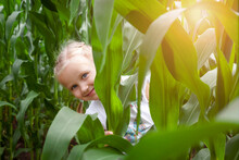 Having Fun In Nature. Child Kid Hiding In Corn Maze Field. Active Summer Holiday In Nature, Game And Entertainment During Harvest Time. 