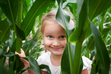 Corn Field. Having Fun on Summer Holiday on Nature. Little Girl Child Playing Hiding in Corn field among High stalks Plants. Kid Portrait on Green  Background.