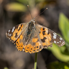 African Butterfly Of The Species Vanessa Cardui. Its Scientific Name Is Vanessa Cardui