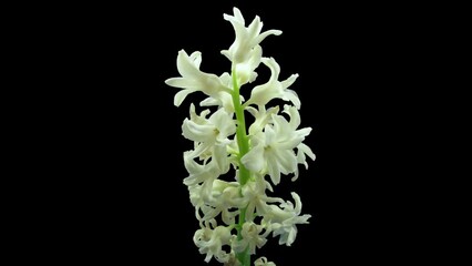 Wall Mural - Time lapse of dying white hyacinth Christmas flower 2x3 in RGB + ALPHA matte format isolated on black background