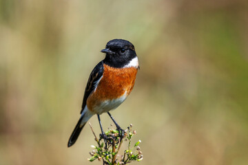 A male African stonechat perched