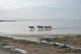Fototapeta Sawanna - Zebry w jeziorze