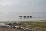 Fototapeta Sawanna - Zebry w jeziorze