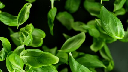 Aufkleber - Super slow motion of rotating basil leaves on black background. Ultimate perspective and motion. Filmed on high speed cinema camera, 1000 fps. Camera placed on high speed cine bot, following object.