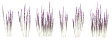 Set Of Calluna Vulgaris Flowers With Isolated On Transparent Background. PNG File, 3D Rendering Illustration, Clip Art And Cut Out