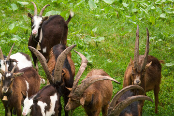 Wall Mural - a group of goats with horns on a green meadow in summer