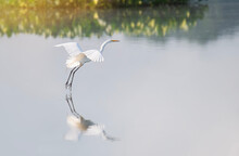 Snowy White Egret Skims The Water Coming In For A Landing