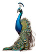 peacock on white background