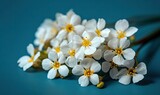 Fototapeta Kwiaty -  a bunch of small white flowers on a blue surface with a green stem in the middle of the picture and a few yellow and white flowers in the middle of the picture.  generative ai