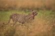 Cheetah on walk in the mid of grasses after having heavy meal at Masai Mara, Kenya
