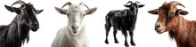 Goat Face Shot Isolated On Transparent Background Cutout