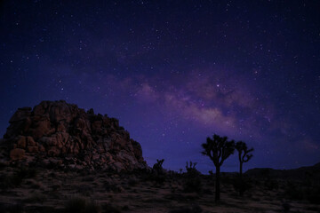 Wall Mural - View from road trip with Joshua trees national park at nightlight landscape around. California, USA