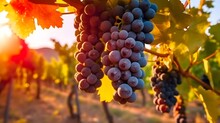 Ripe Red Wine Grapes In Vineyard Ready For Harvest, Tuscany, Italy, Close Up