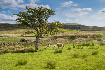 Wall Mural - Ewe with young lambs at Garsdale Head