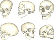 © nur - Sketch vector illustration of human skull cartoon biology research material