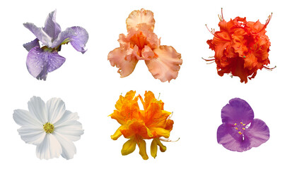 Wall Mural - diverse fleurs au printemps