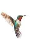 close up of a hummingbird isolated on a transparent background