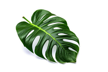 Sticker - Monstera leaf isolated created with Generative AI technology