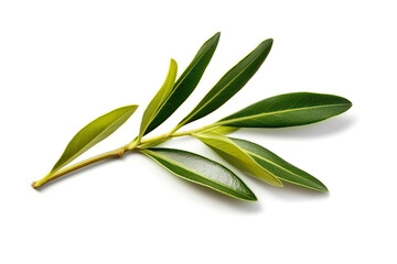 Canvas Print - Olive leaf and Olive created with Generative AI technology