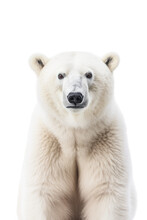 Close Up Of A Polar Bear Isolated On A Transparent Background
