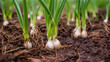 spring onion in ground created with Generative AI technology