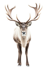 close up of a caribou isolated on a transparent background