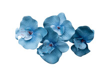 Blue Flower Isolated On White