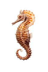 Wall Mural - close up of a seahorse isolated on a transparent background