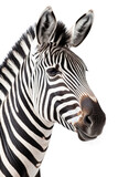 Fototapeta Konie - close up of a zebra isolated on a transparent background