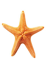 Wall Mural - close up of a starfish isolated on a transparent background