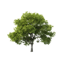 Tree isolated on transparent background. Generative ai