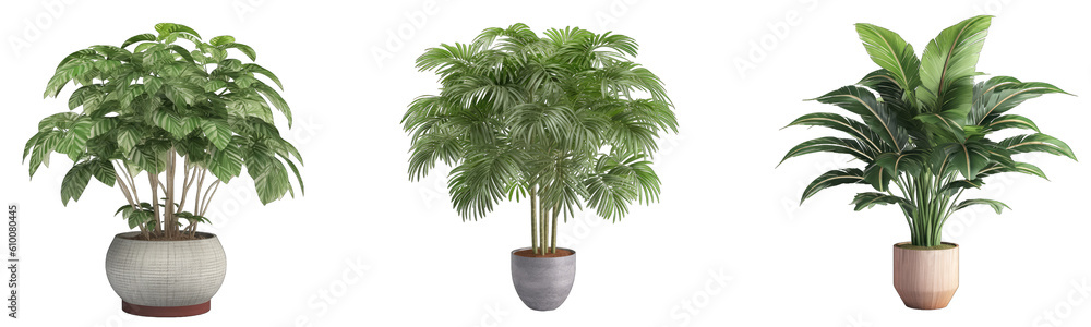 Collection set of ornamental plants in pots on a transparent background ...