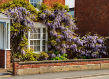 Old Brick Georgian Home With Wisteria In Ellesmere Shropshire
