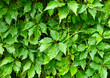 Plants ivy green vegetation 