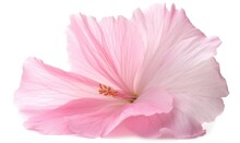  A Pink Flower Is Shown On A White Background With A Red Stamen In The Center Of The Flower And A Red Stamen In The Middle Of The Center Of The Flower.  Generative Ai