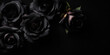 Top view of dark black roses lying on a black background surface. Copy space for text. Creative gothic luxury banner template. Bouquet of black roses. Generative AI professional photo imitation.