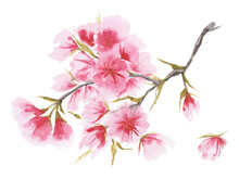 Watercolor Cherry Blossom In Asian One-stroke Painting Style