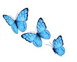 blue butterflies isolated on white